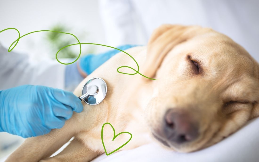 urgencias veterinario sonseca
